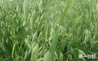 吉林 发展朝阳产业 打造燕麦之都